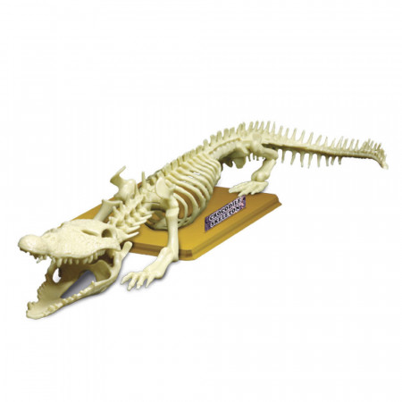 SCIENCE TIME krokodilo skeletas, 28202 28202
